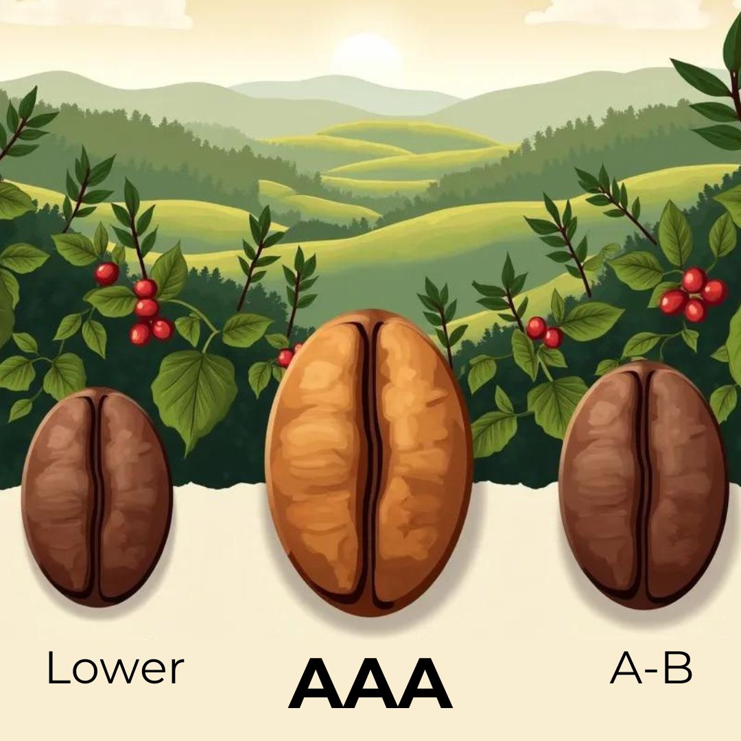 Coffee Grades—What They Mean and Why They Matter - Bestia Brisk