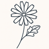 No Chicory